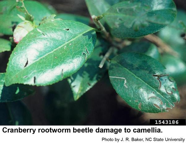 Cranberry rootworm beetle damage